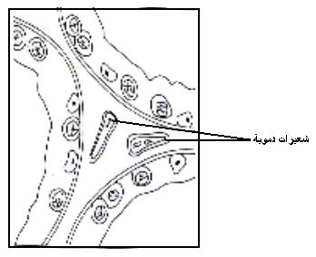 اضغط على الصورة لرؤيتها بالحجم الطبيعي