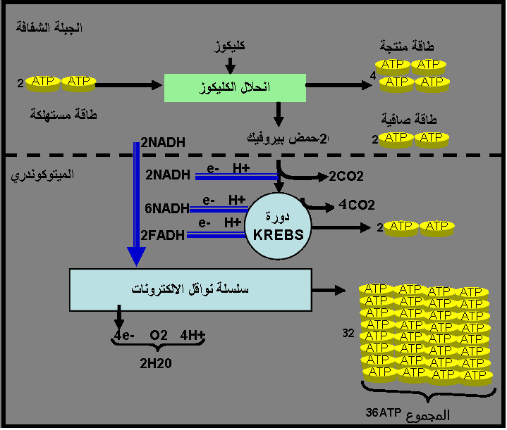 درس شااااامل وكامل بالصور استهلاك المــادة العضوية و تدفق الطــاقة التانية باك Svt الكاتب الشاب المتألق استهلاك المــادة العضوية و تدفق الطــاقة تقديم تستعمل الكائنات ذاتية التغذية النباتات الخضراء الطاقة الضوئية و المواد المعدنية لإنتاج المادة العضوية