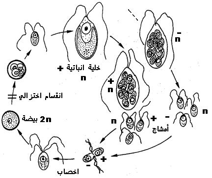 تعليم_الجزائر