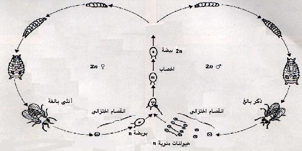 تعليم_الجزائر