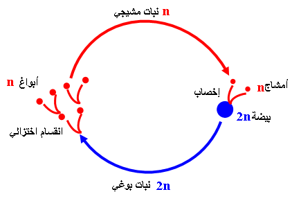 تعليم_الجزائر