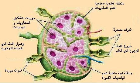  ganglion.jpg