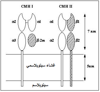  immuno1.gif