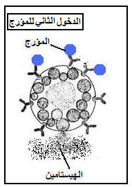 immuno6.jpg