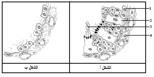 اضغط على الصورة لرؤيتها بالحجم الطبيعي