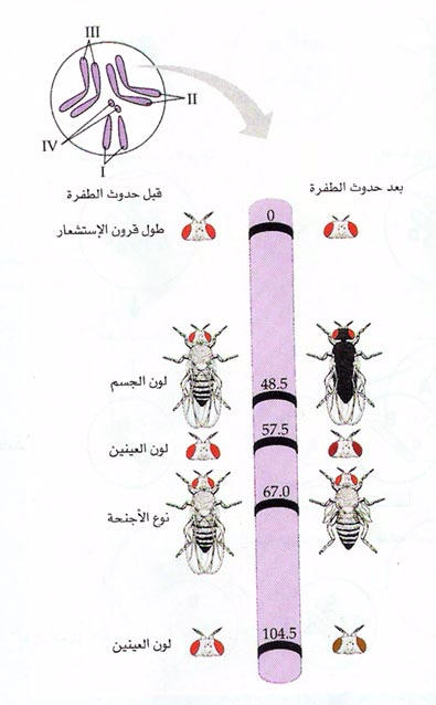 التربوي الإسلامي العربي وحدة الوراثة الموديول الثاني