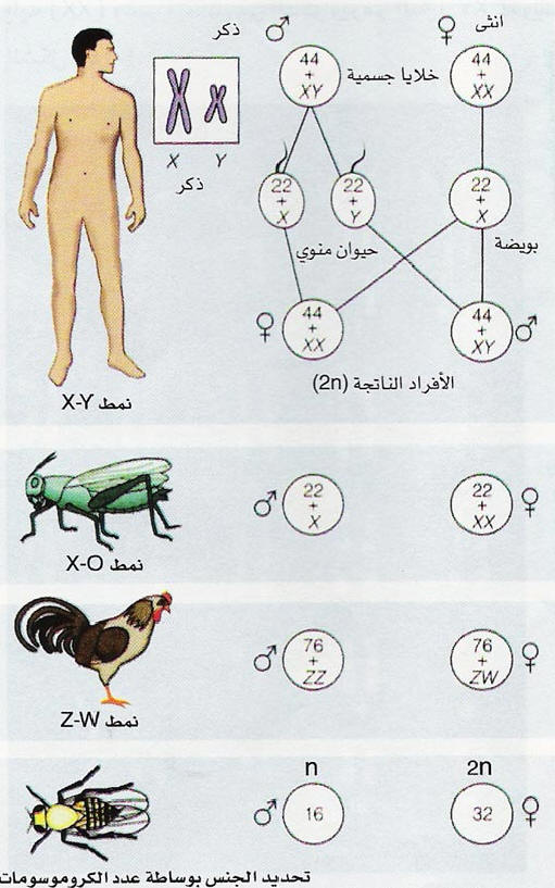 التربوي الإسلامي العربي وحدة الوراثة الموديول الثالث