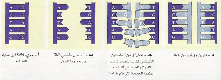 ال dna هو الجزء المسؤول عن الصفات الوراثية في الخلية