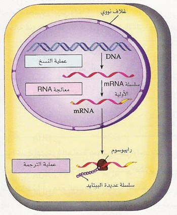 ال dna هو الجزء المسؤول عن الصفات الوراثية في الخلية