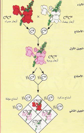 تم بزهرة تلقيحها اذا rr بيضاء كان زهرة rr هناك حمراء اذا كان