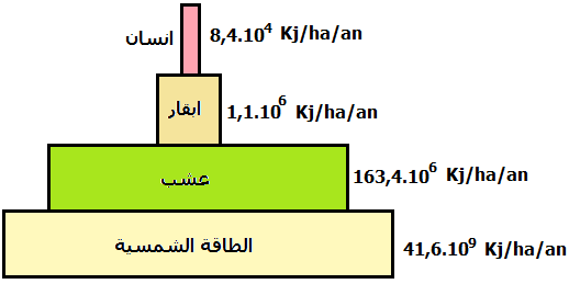 ـ تدفق المادة و الطاقة