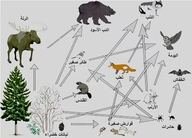 مثال على التعايش