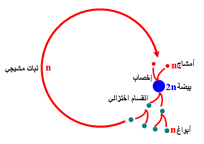 انقر لمشاهدة الصورة الأصلية في نافذة جديدة