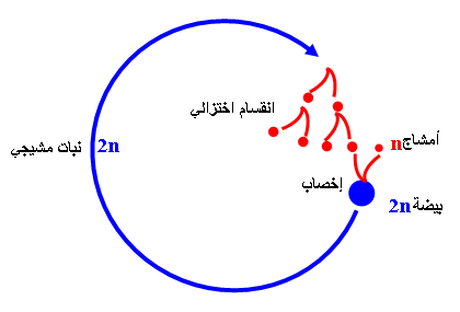 انقر لمشاهدة الصورة الأصلية في نافذة جديدة