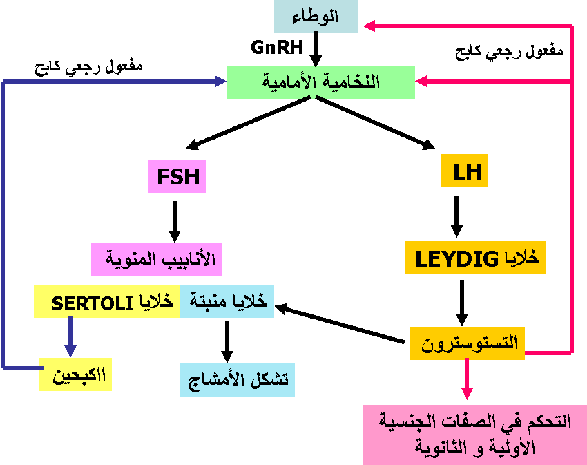 يتكون السائل المنوي من مواد غذائية، والهرمونات التي تفرزها الغدد الجنسية.