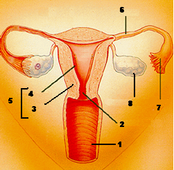  فزيولوجية الجهاز التناسلي عند المرأة: