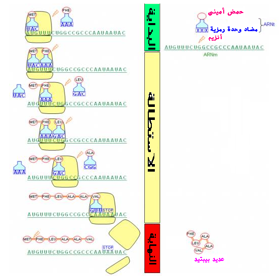 تركيب البروتين " درس بالشرح المفصل" Elongation