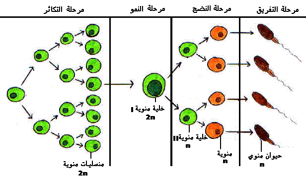 مواد تفرزها الجنسية. التي الغدد المنوي يتكون والهرمونات غذائية، السائل من اكتب المصطلح