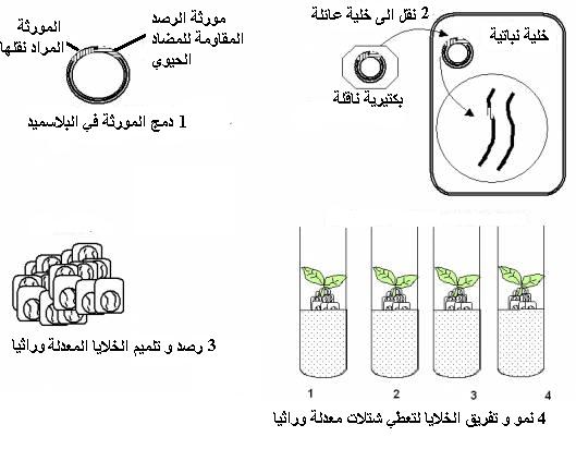 انقر لمشاهدة الصورة الأصلية في نافذة جديدة