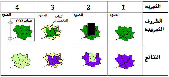 اهميه الماده الخضراء في اوراق النبات