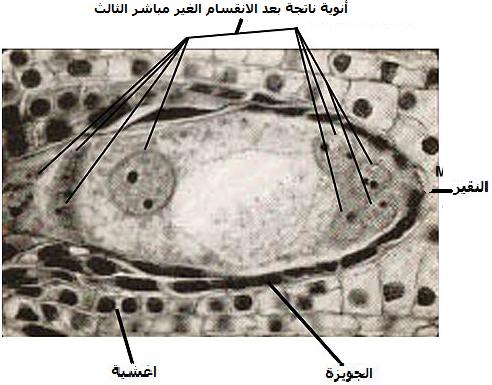 انقر لمشاهدة الصورة الأصلية في نافذة جديدة