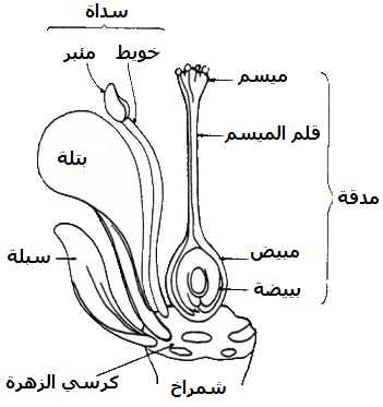 انقر لمشاهدة الصورة الأصلية في نافذة جديدة