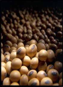 Soybean soya.jpg