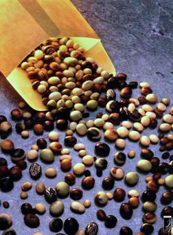 Soybean soya2.jpg