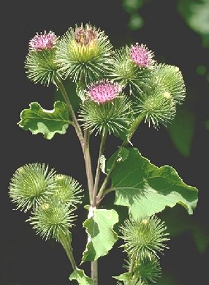 arctium.jpg