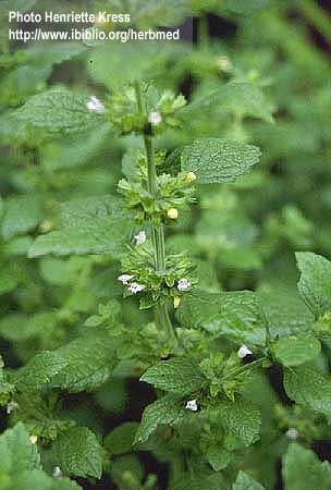 () melissa-officinalis-