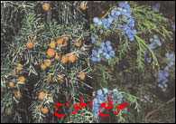 ۩۞۩ ♥§♥تتمة صورنباتات طبية ♥§♥۩۞۩ Arar