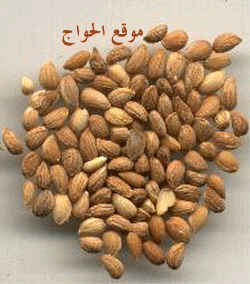 ۩۞۩ ♥§♥تتمة صورنباتات طبية ♥§♥۩۞۩ Mahlab