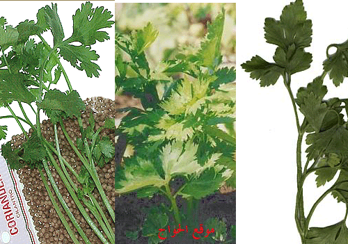 ** CORIANDER        