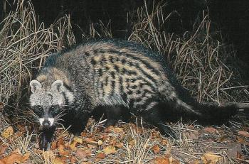      african_civet2.jpg