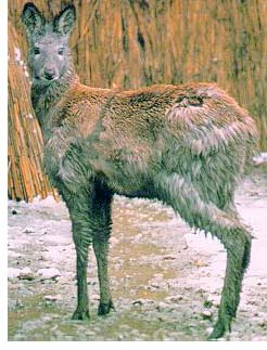 siberian_musk_deer.j