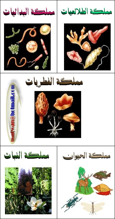 قسم الأحيـــاء العلوم العلمية