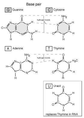 اليوراسيل u من القواعد النيتروجينية الموجودة في ال dna